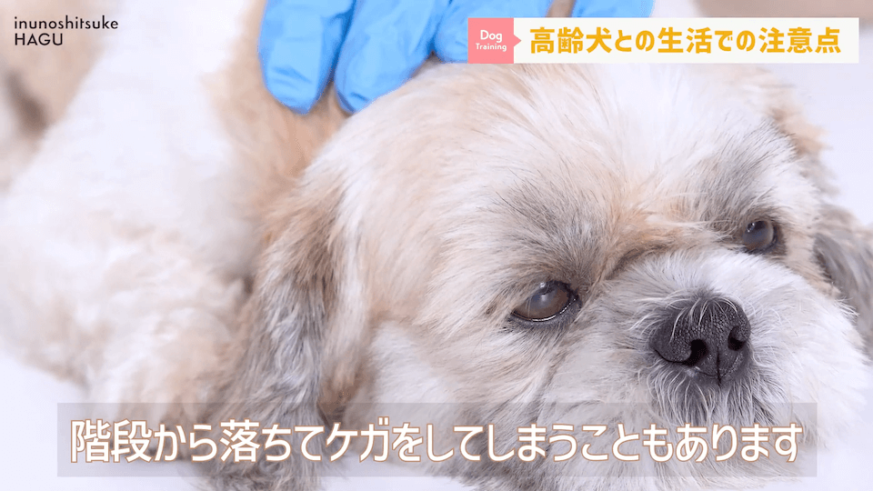 老犬との生活にはどんな対策があるのか…プロドッグトレーナーが解説します！