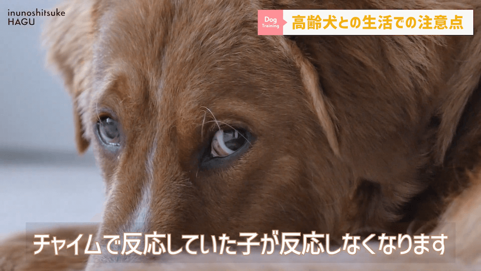 老犬との生活にはどんな対策があるのか…プロドッグトレーナーが解説します！