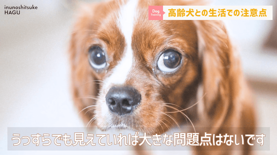 老犬との生活にはどんな対策があるのか…プロドッグトレーナーが解説します！