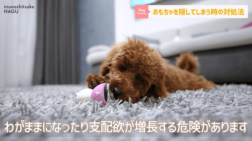 愛犬がおもちゃを奪って逃げちゃう！その行動…〇〇をしているせいかもしれません！