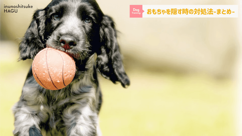 愛犬がおもちゃを奪って逃げちゃう！その行動…〇〇をしているせいかもしれません！