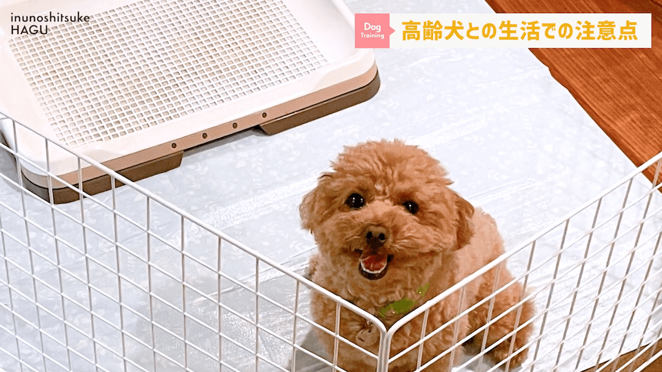 老犬との生活にはどんな対策があるのか…プロドッグトレーナーが解説します！