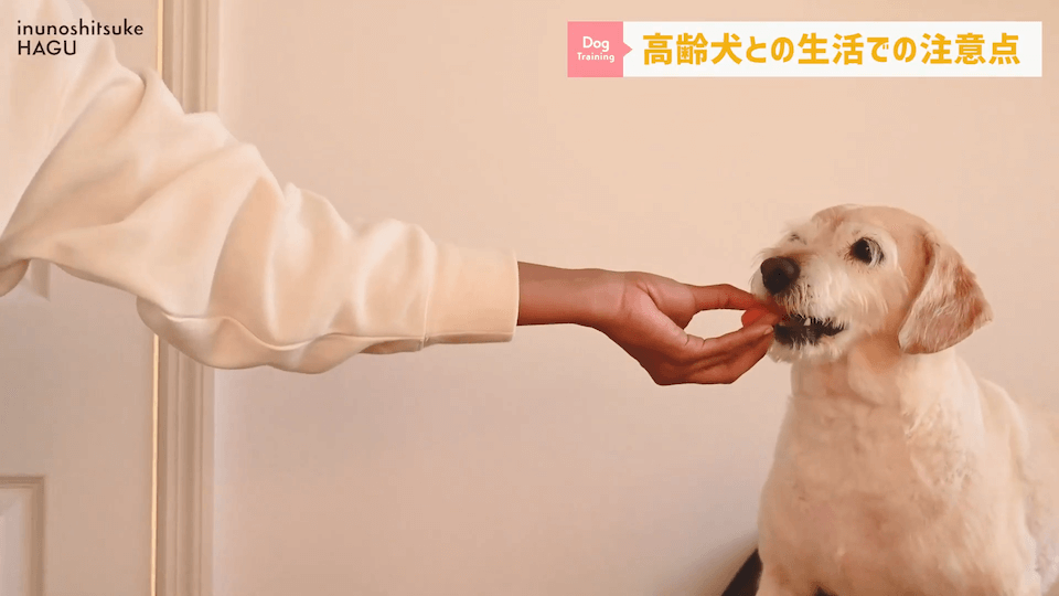 老犬との生活にはどんな対策があるのか…プロドッグトレーナーが解説します！