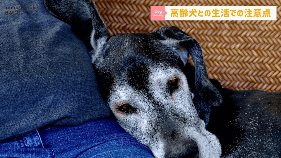 老犬との生活にはどんな対策があるのか…プロドッグトレーナーが解説します！