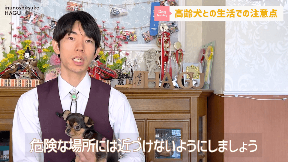 老犬との生活にはどんな対策があるのか…プロドッグトレーナーが解説します！