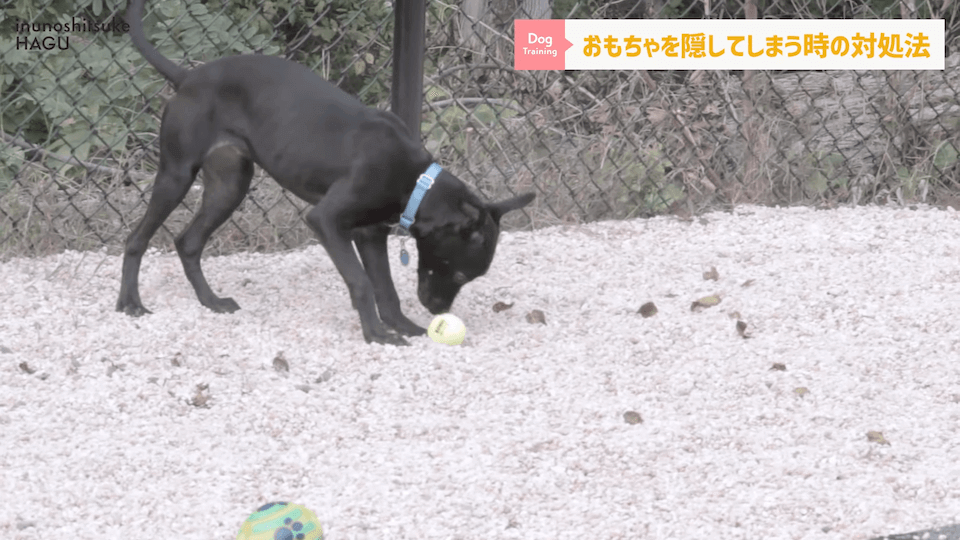 愛犬がおもちゃを奪って逃げちゃう！その行動…〇〇をしているせいかもしれません！