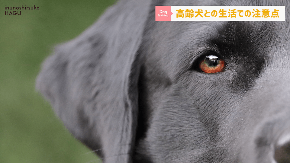 老犬との生活にはどんな対策があるのか…プロドッグトレーナーが解説します！