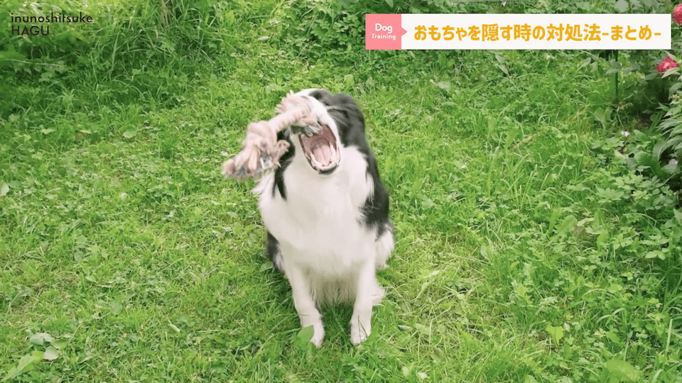 愛犬がおもちゃを奪って逃げちゃう！その行動…〇〇をしているせいかもしれません！