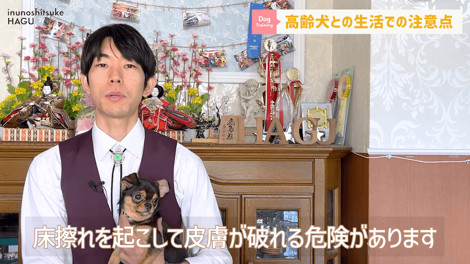 老犬との生活にはどんな対策があるのか…プロドッグトレーナーが解説します！