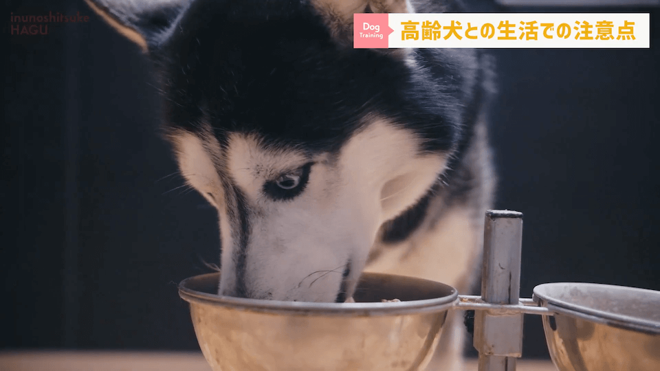 老犬との生活にはどんな対策があるのか…プロドッグトレーナーが解説します！