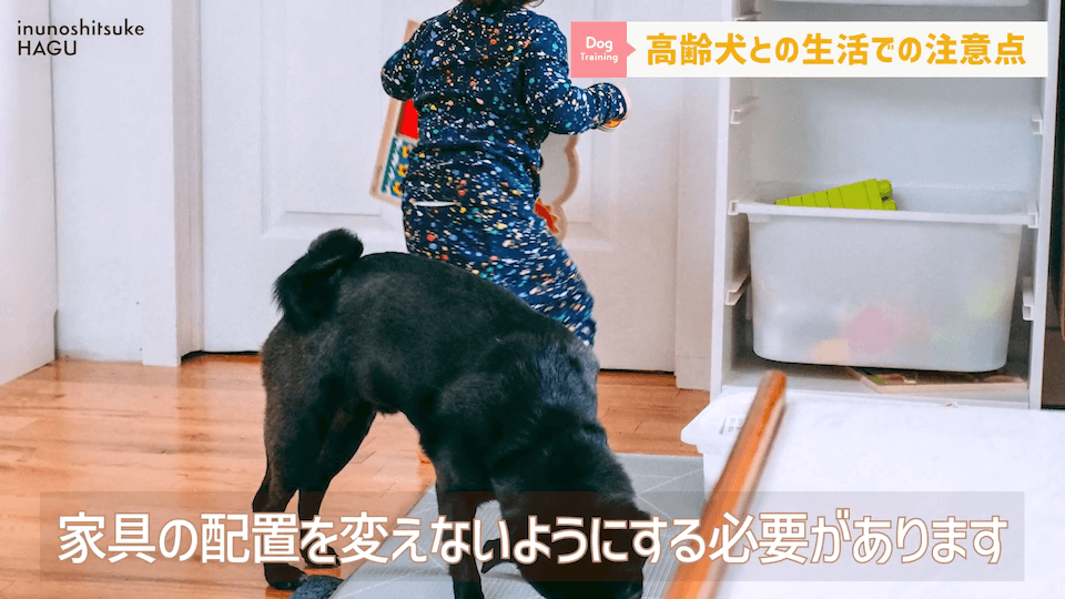 老犬との生活にはどんな対策があるのか…プロドッグトレーナーが解説します！