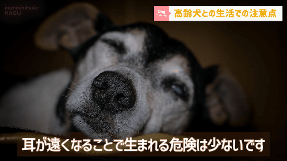 老犬との生活にはどんな対策があるのか…プロドッグトレーナーが解説します！