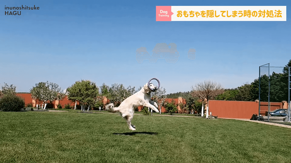 愛犬がおもちゃを奪って逃げちゃう！その行動…〇〇をしているせいかもしれません！