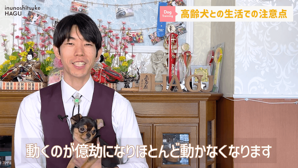 老犬との生活にはどんな対策があるのか…プロドッグトレーナーが解説します！