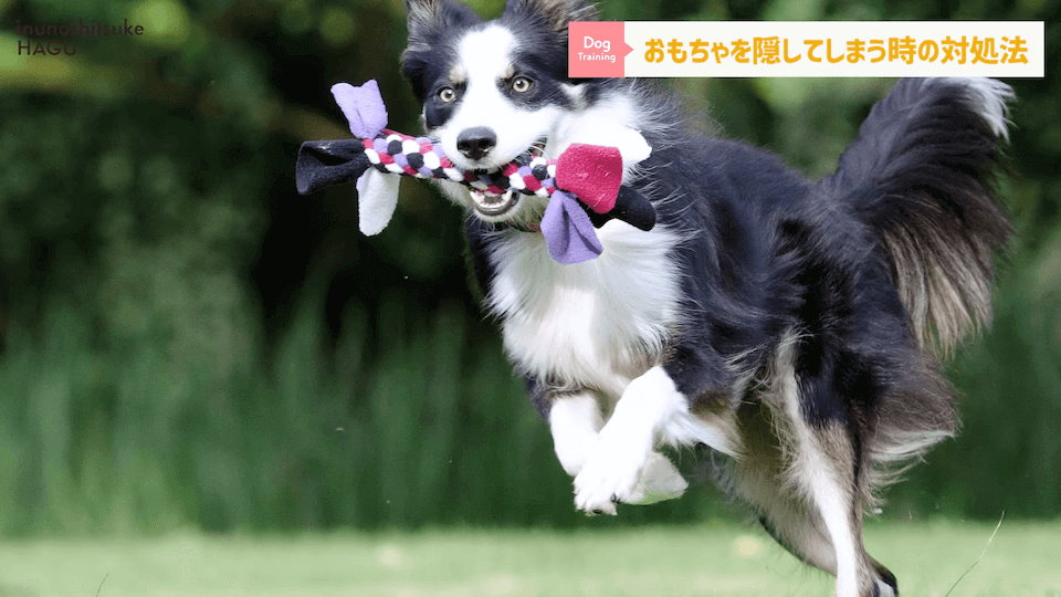 愛犬がおもちゃを奪って逃げちゃう！その行動…〇〇をしているせいかもしれません！