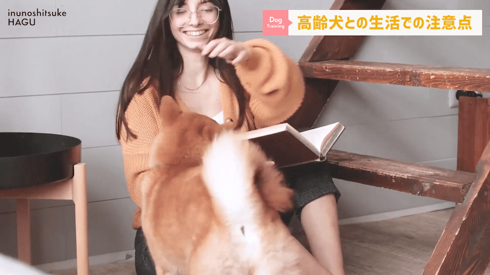 老犬との生活にはどんな対策があるのか…プロドッグトレーナーが解説します！