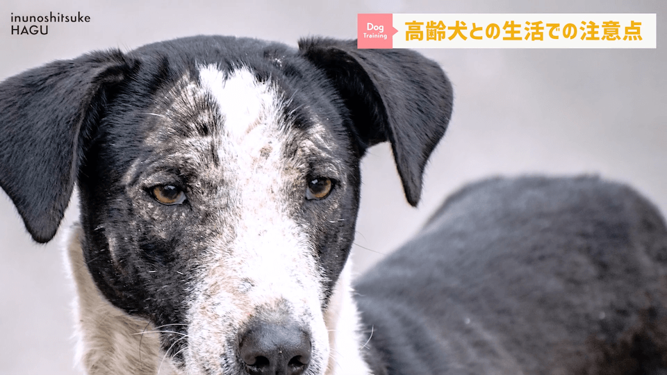 老犬との生活にはどんな対策があるのか…プロドッグトレーナーが解説します！