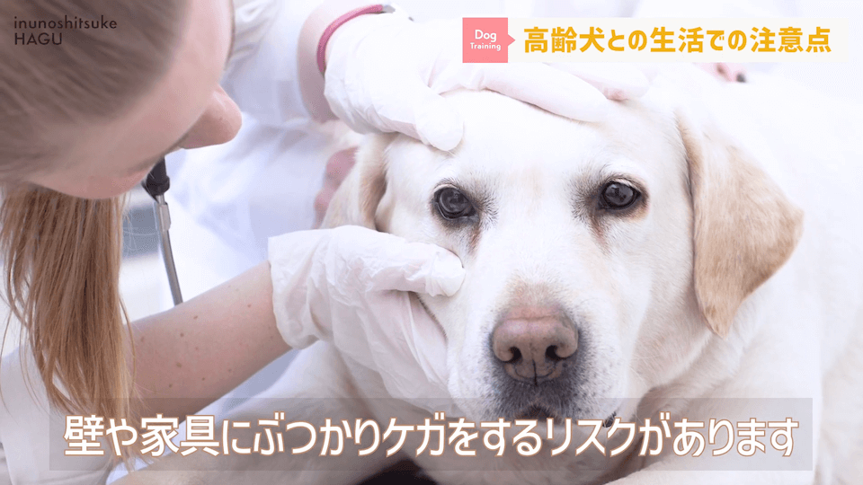 老犬との生活にはどんな対策があるのか…プロドッグトレーナーが解説します！