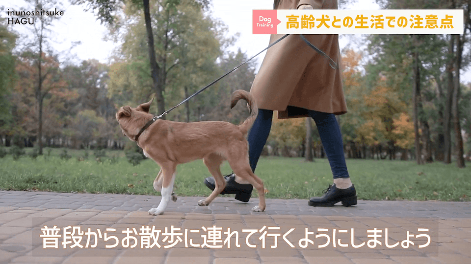 老犬との生活にはどんな対策があるのか…プロドッグトレーナーが解説します！