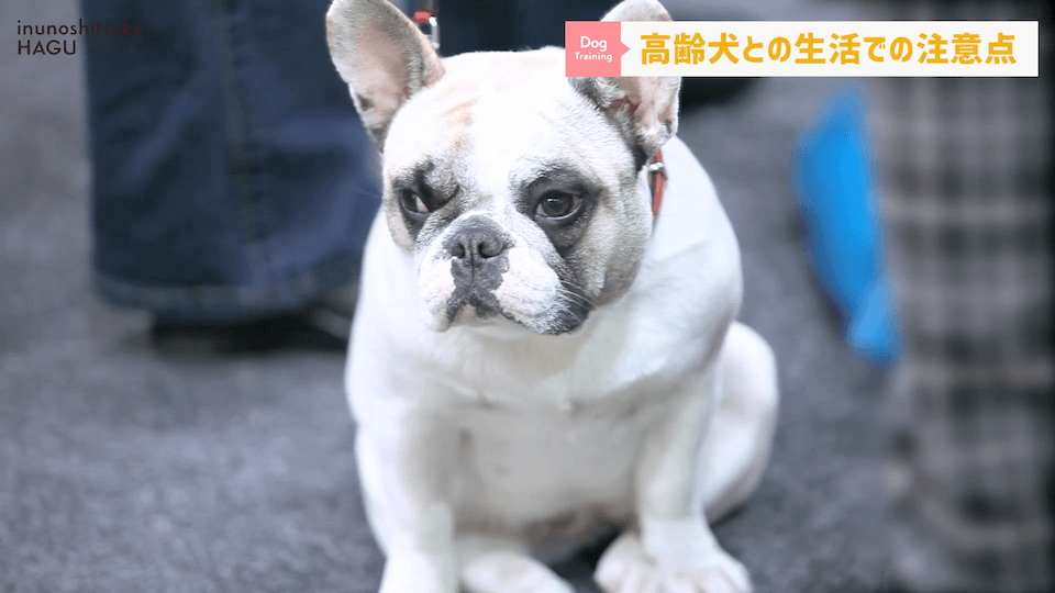 老犬との生活にはどんな対策があるのか…プロドッグトレーナーが解説します！