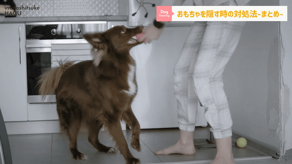 愛犬がおもちゃを奪って逃げちゃう！その行動…〇〇をしているせいかもしれません！