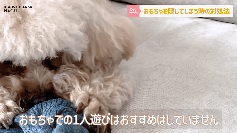 愛犬がおもちゃを奪って逃げちゃう！その行動…〇〇をしているせいかもしれません！