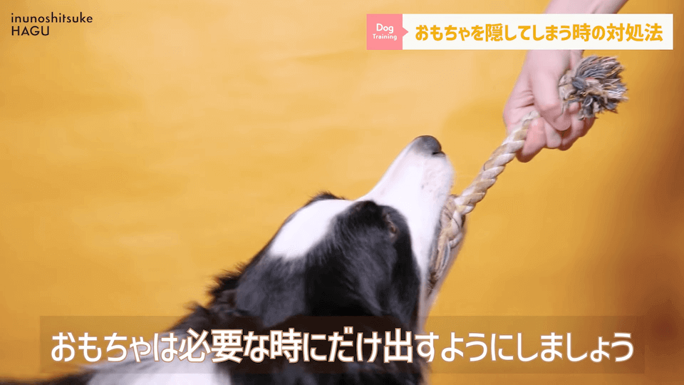 愛犬がおもちゃを奪って逃げちゃう！その行動…〇〇をしているせいかもしれません！