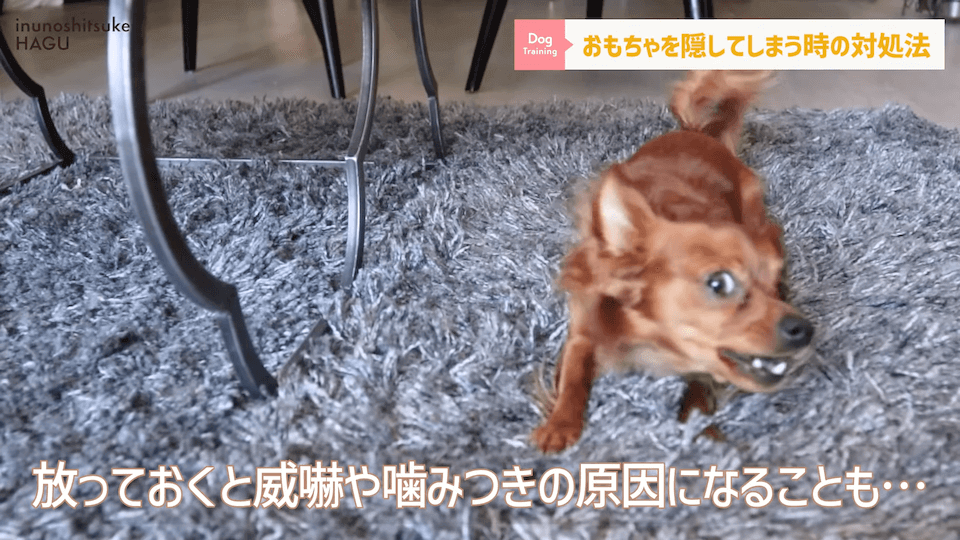 愛犬がおもちゃを奪って逃げちゃう！その行動…〇〇をしているせいかもしれません！