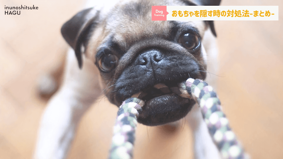 愛犬がおもちゃを奪って逃げちゃう！その行動…〇〇をしているせいかもしれません！