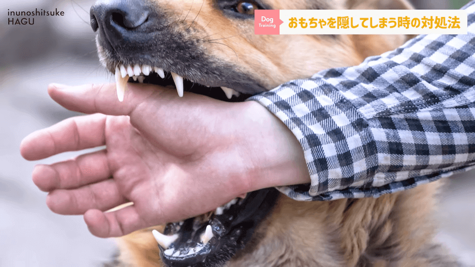 愛犬がおもちゃを奪って逃げちゃう！その行動…〇〇をしているせいかもしれません！