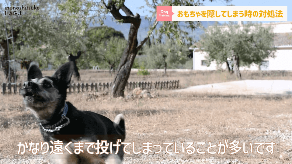 愛犬がおもちゃを奪って逃げちゃう！その行動…〇〇をしているせいかもしれません！