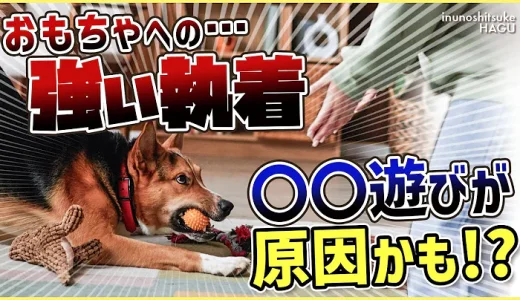 愛犬がおもちゃを奪って逃げちゃう！その行動…〇〇をしているせいかもしれません！