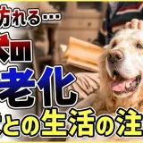 老犬との生活にはどんな対策があるのか…プロドッグトレーナーが解説します!