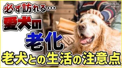 老犬との生活にはどんな対策があるのか…プロドッグトレーナーが解説します！