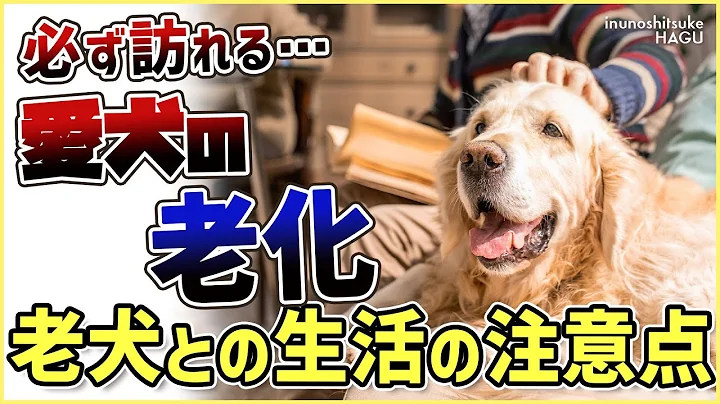 老犬との生活にはどんな対策があるのか…プロドッグトレーナーが解説します!