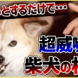 【切り抜き】撫でようとするだけで噛みつかれる！どうすればいい？#dogtraining #犬のいる生活 #犬のしつけ