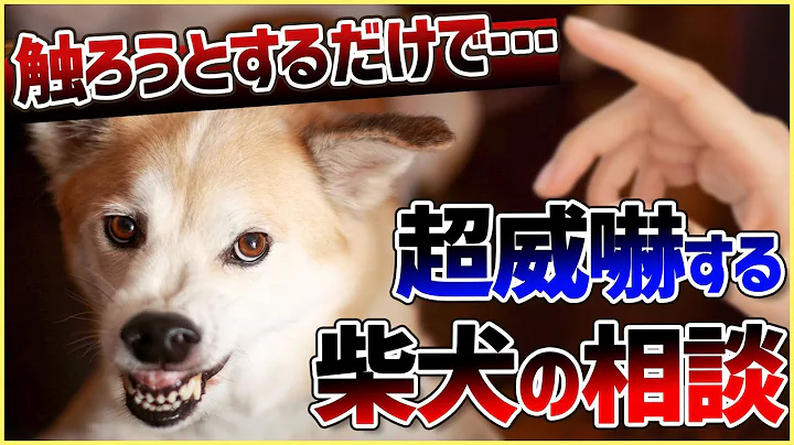 【切り抜き】撫でようとするだけで噛みつかれる!どうすればいい?#dogtraining #犬のいる生活 #犬のしつけ