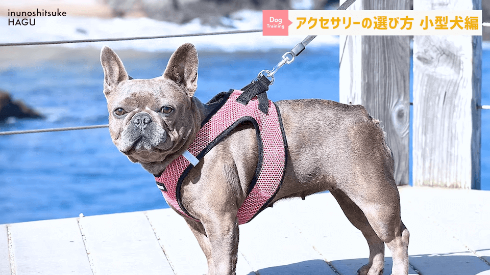 【小型犬グッズ】1０分でわかる「愛犬に合ったアクセサリーの選び方！