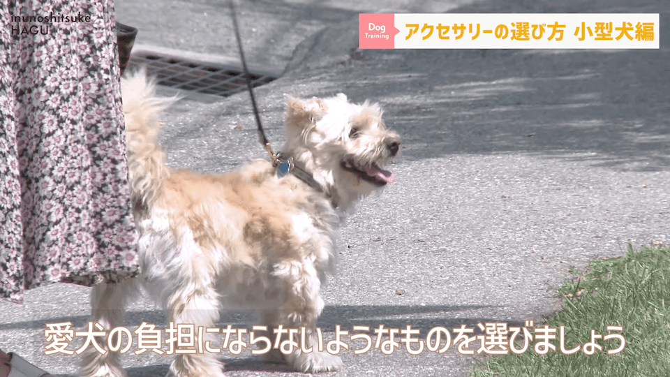 【小型犬グッズ】1０分でわかる「愛犬に合ったアクセサリーの選び方！