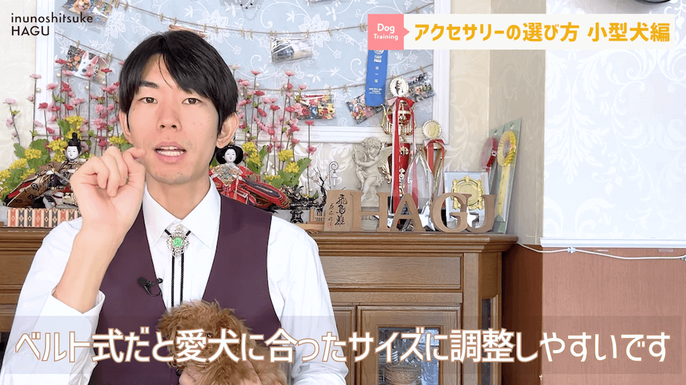 【小型犬グッズ】1０分でわかる「愛犬に合ったアクセサリーの選び方！