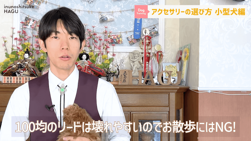 【小型犬グッズ】1０分でわかる「愛犬に合ったアクセサリーの選び方！