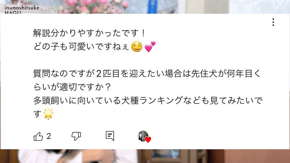 2匹目のワンチャンを迎え入れるタイミングはいつがベスト！？〇〇な程仲良くなりやすいです！！