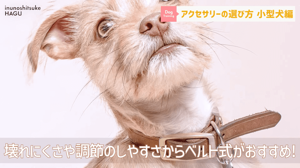 【小型犬グッズ】1０分でわかる「愛犬に合ったアクセサリーの選び方！