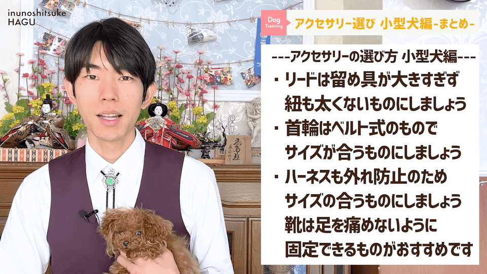 【小型犬グッズ】1０分でわかる「愛犬に合ったアクセサリーの選び方！