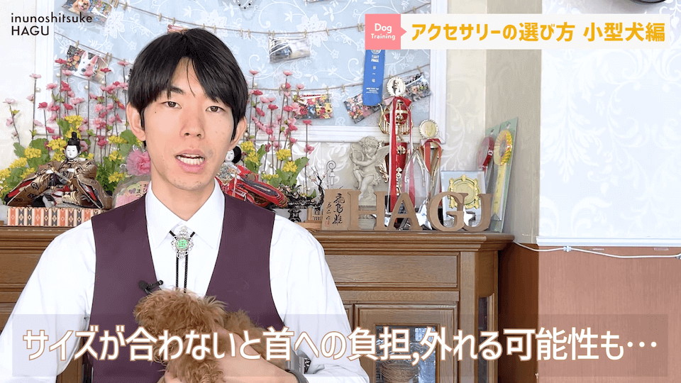 【小型犬グッズ】1０分でわかる「愛犬に合ったアクセサリーの選び方！