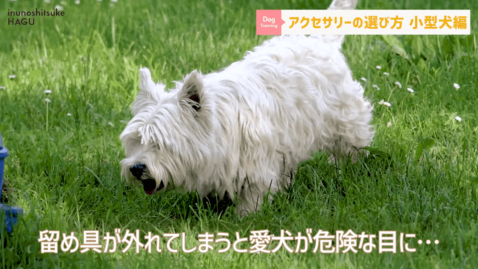 【小型犬グッズ】1０分でわかる「愛犬に合ったアクセサリーの選び方！