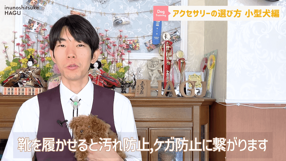 【小型犬グッズ】1０分でわかる「愛犬に合ったアクセサリーの選び方！