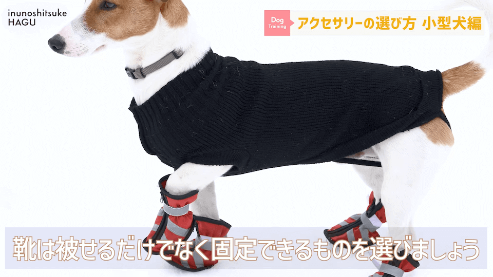 【小型犬グッズ】1０分でわかる「愛犬に合ったアクセサリーの選び方！