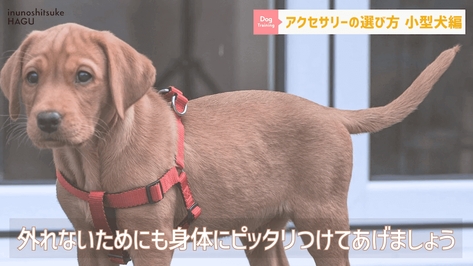 【小型犬グッズ】1０分でわかる「愛犬に合ったアクセサリーの選び方！