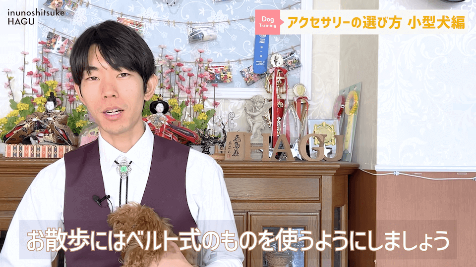 【小型犬グッズ】1０分でわかる「愛犬に合ったアクセサリーの選び方！